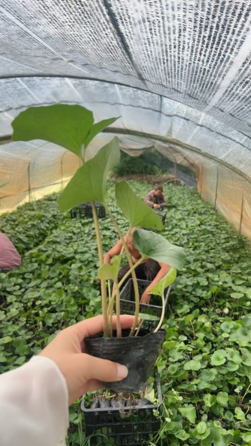 大吴风草郫县自家苗圃基地直发成都大吴风草批发