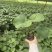 大吴风草郫县自家苗圃基地直发成都大吴风草批发