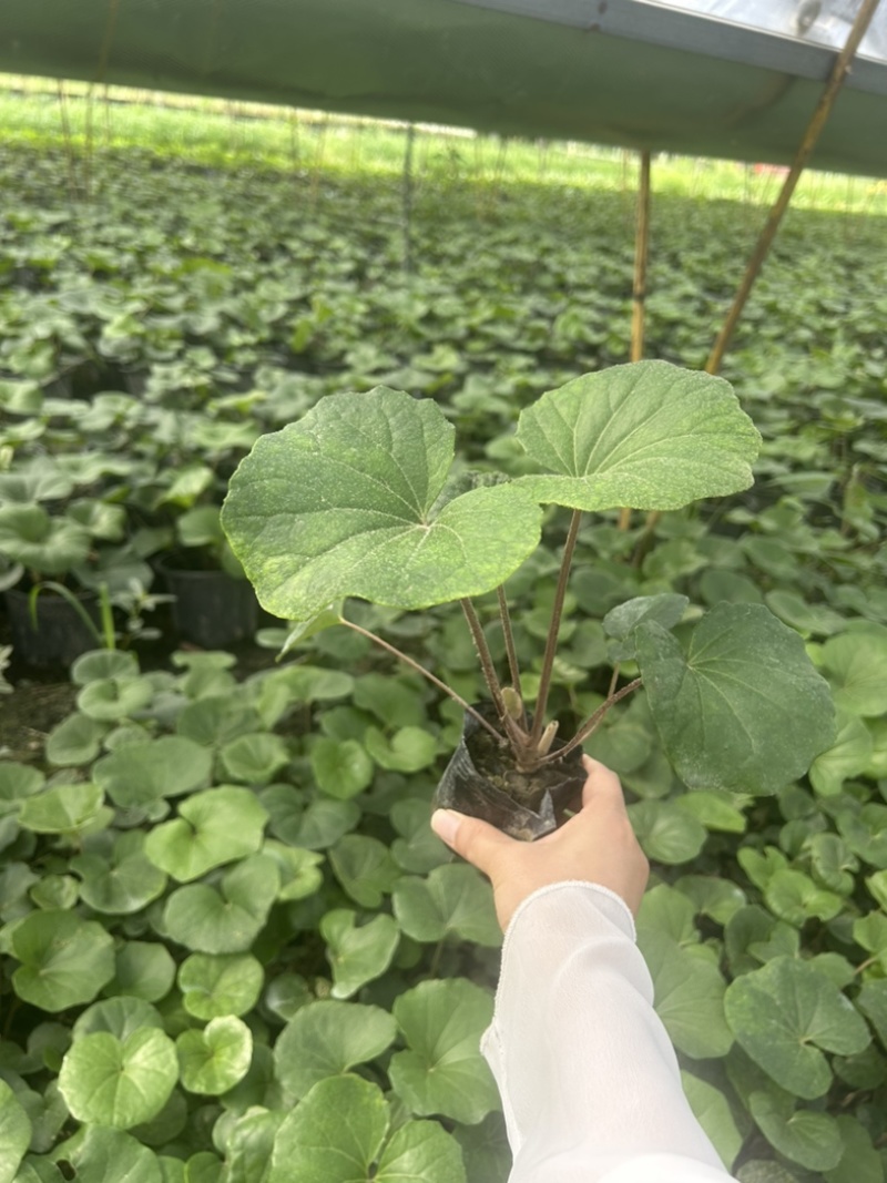 大吴风草郫县自家苗圃基地直发成都大吴风草批发