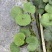 大吴风草郫县自家苗圃基地直发成都大吴风草批发