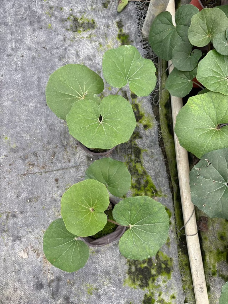 大吴风草郫县自家苗圃基地直发成都大吴风草批发
