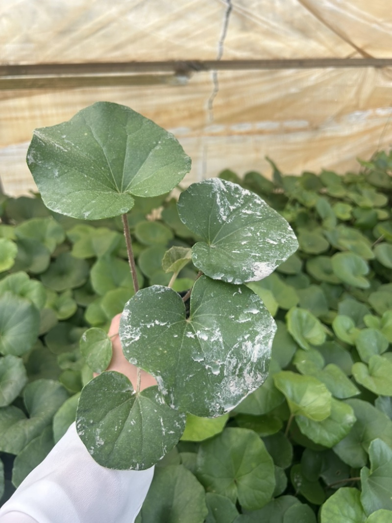 大吴风草郫县自家苗圃基地直发成都大吴风草批发