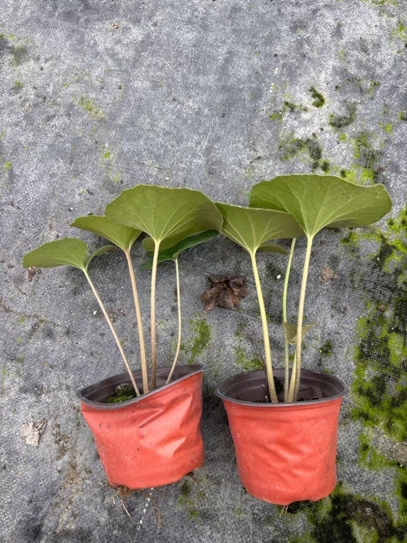 大吴风草郫县自家苗圃基地直发成都大吴风草批发