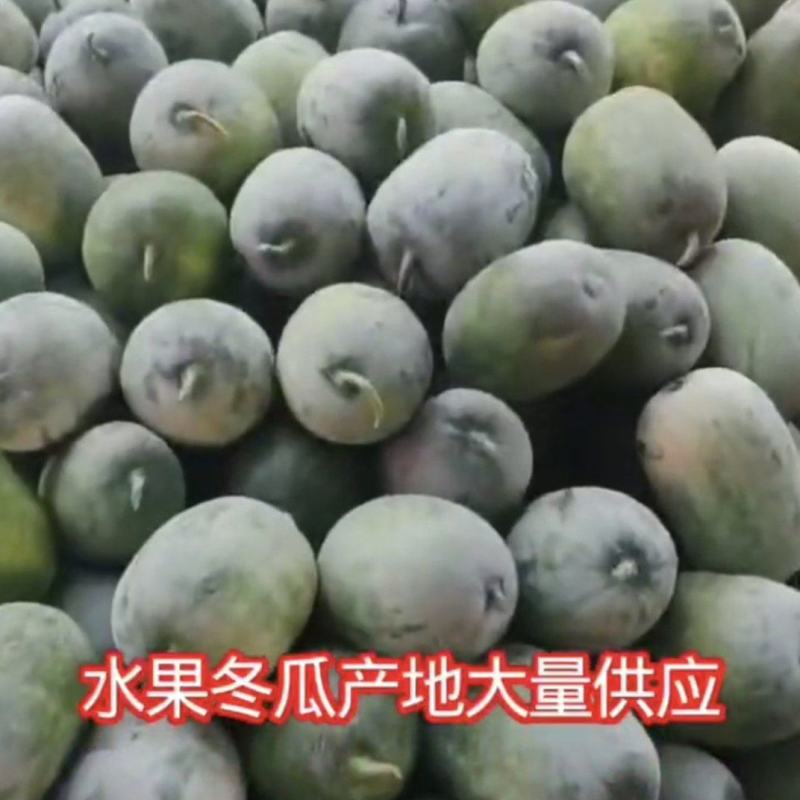 【精品】河南冬瓜水果冬瓜基地特惠直供保质保量全国发货