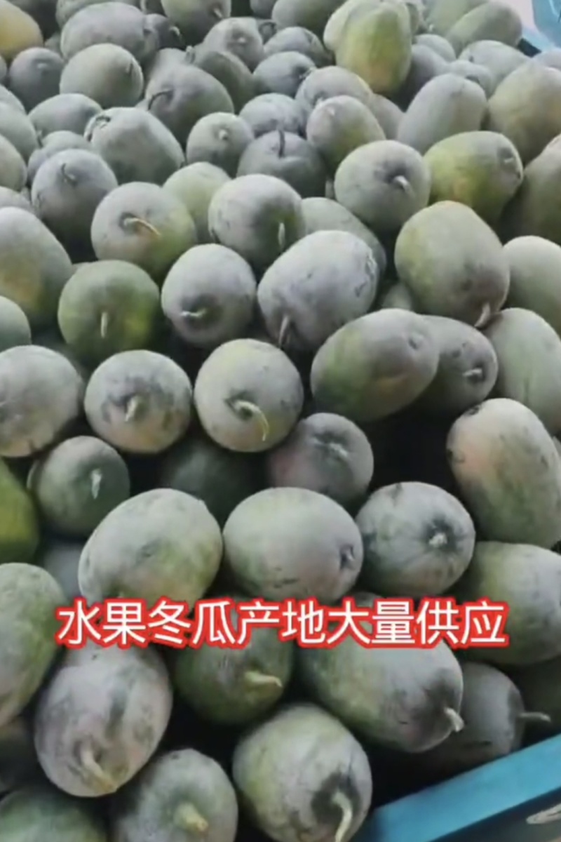 【精品】河南冬瓜水果冬瓜基地特惠直供保质保量全国发货