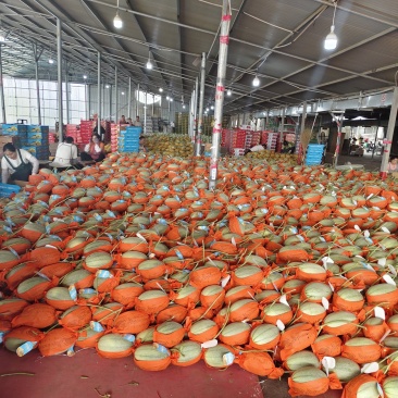 小蜜25号哈蜜瓜晓蜜25号产地量大看棚定货整车发货糖度高