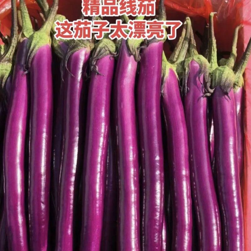 【精品】河南茄子线茄基地特惠直供保质保量对接全国发货