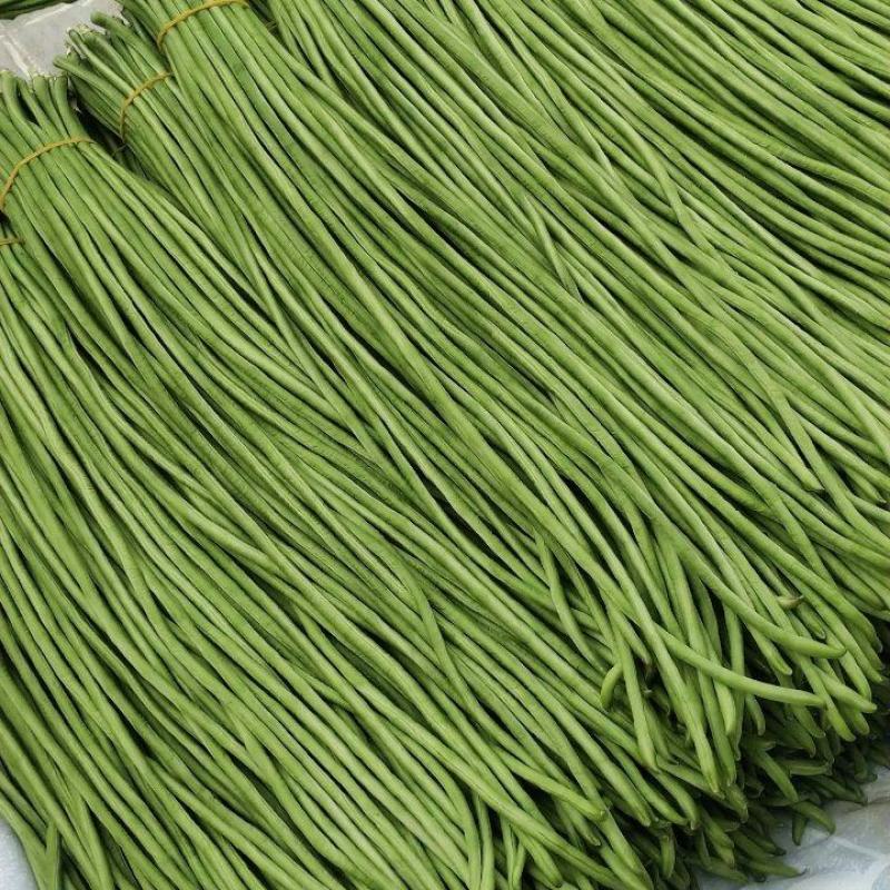 河南豆角长豆角基地特惠直供保质保量可全国发货