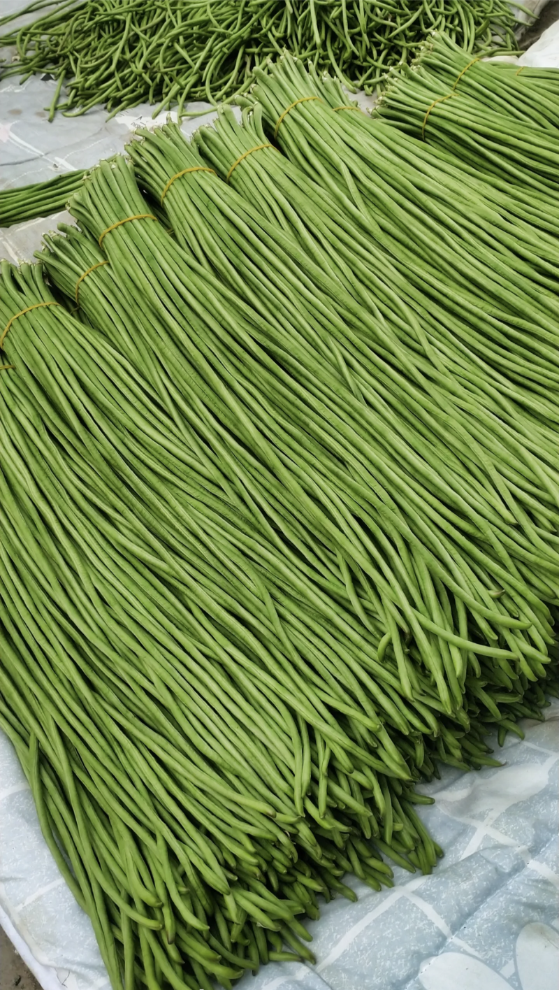 河南豆角长豆角基地特惠直供保质保量可全国发货