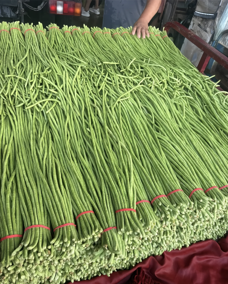 河南豆角长豆角基地特惠直供保质保量可全国发货