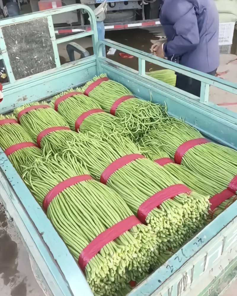 河南豆角长豆角基地特惠直供保质保量可全国发货