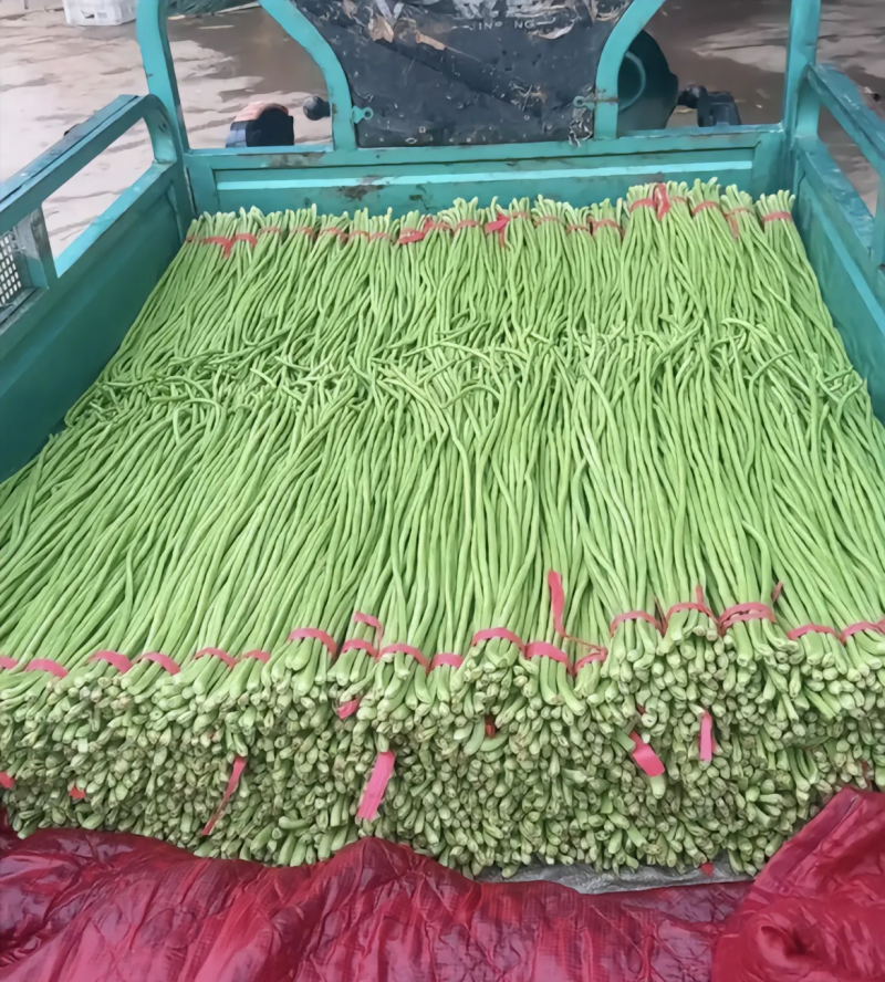 河南豆角长豆角基地特惠直供保质保量可全国发货