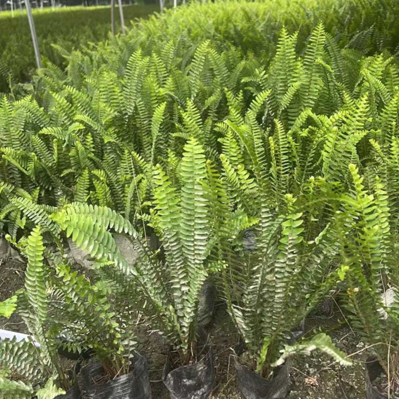肾蕨郫县基地直发，成都肾蕨批发价，一手货源自产自销