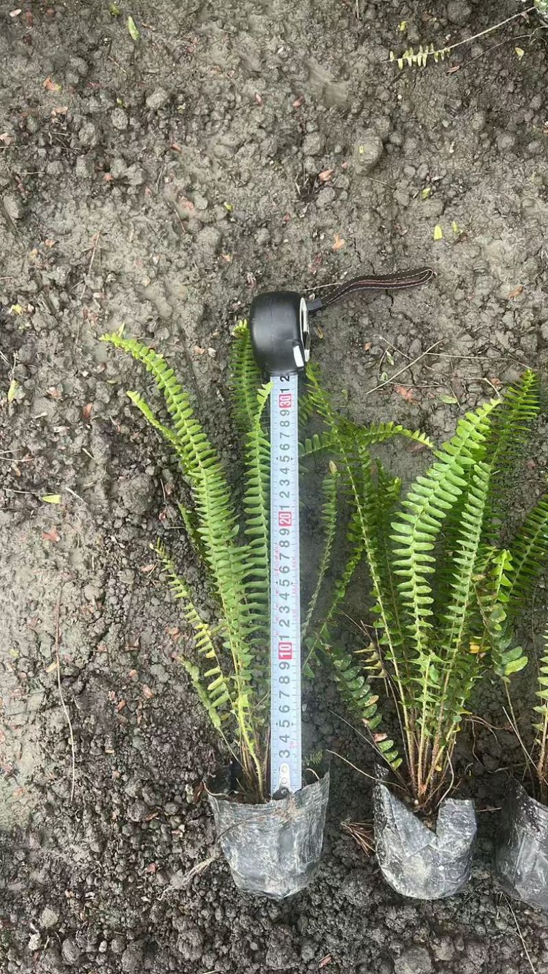 肾蕨郫县基地直发，成都肾蕨批发价，一手货源自产自销