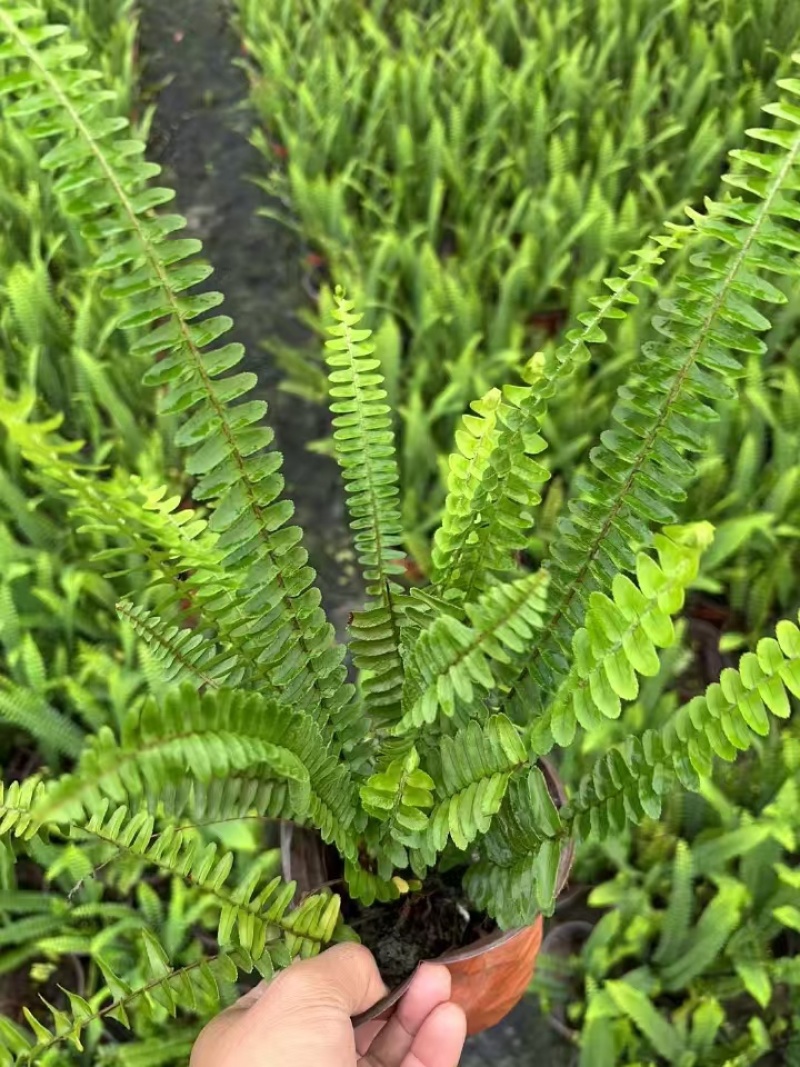 肾蕨郫县基地直发，成都肾蕨批发价，一手货源自产自销