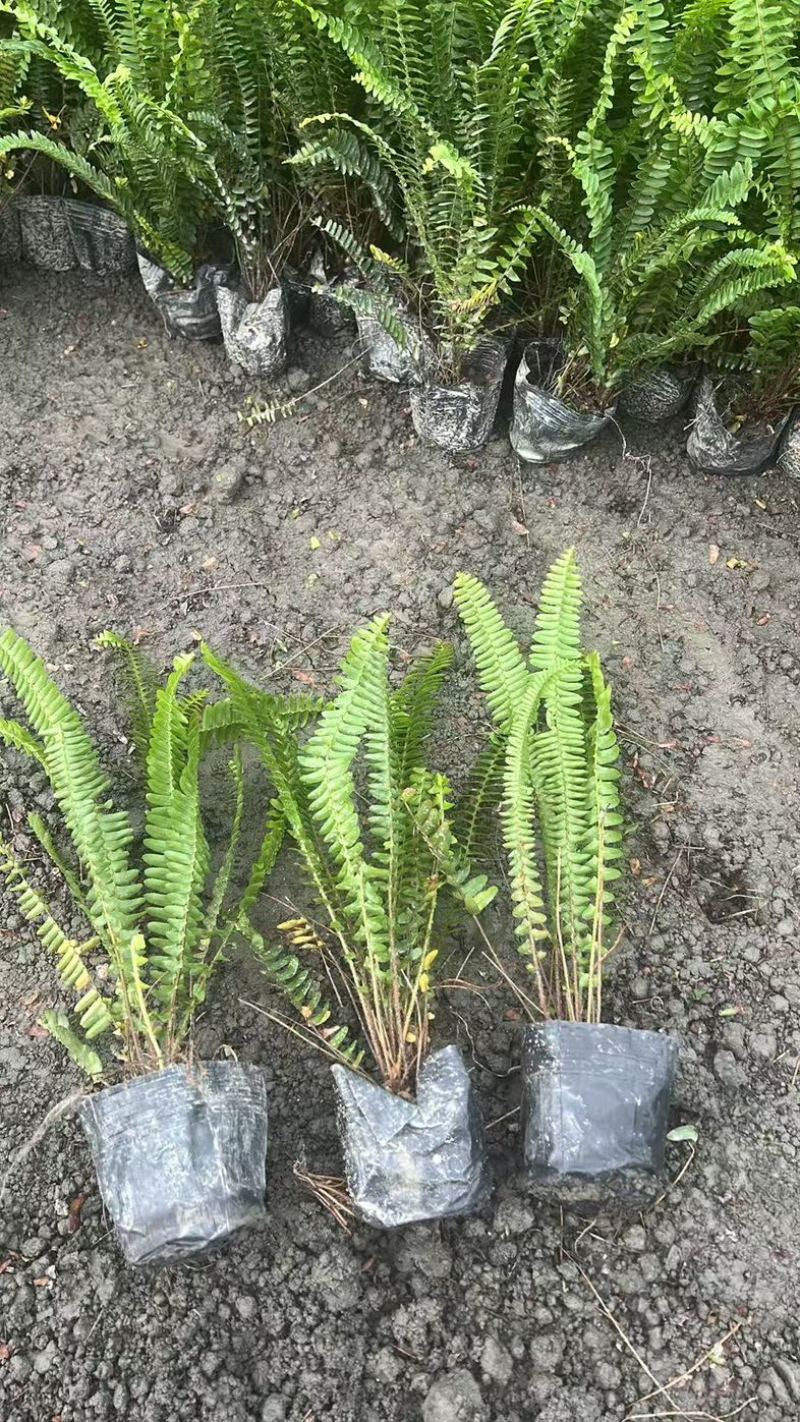 肾蕨郫县基地直发，成都肾蕨批发价，一手货源自产自销