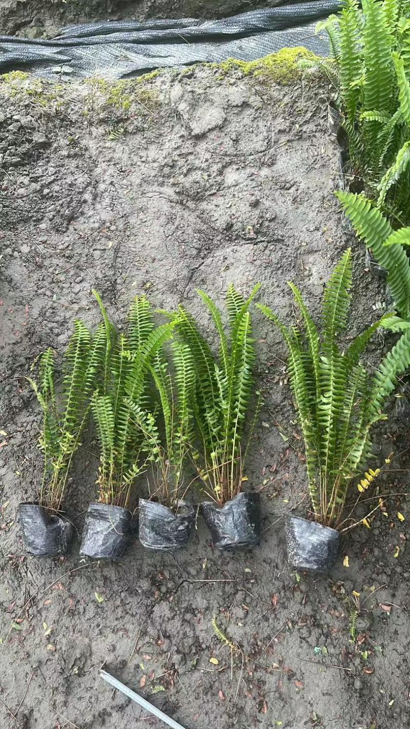 肾蕨郫县基地直发，成都肾蕨批发价，一手货源自产自销