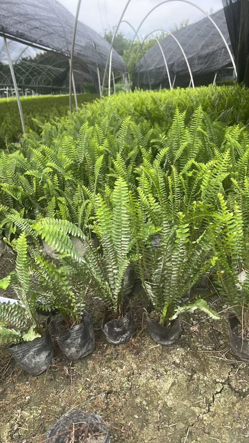 肾蕨郫县基地直发，成都肾蕨批发价，一手货源自产自销