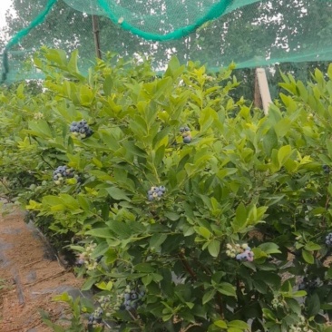 蓝莓地栽大树