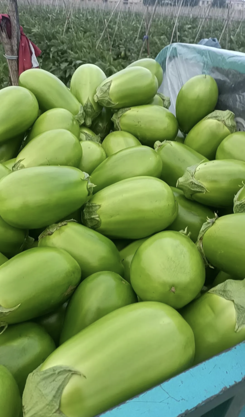 【精品】河南茄子青茄基地特惠直供保质保量对接全国发货