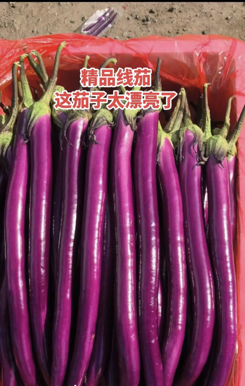 【精品】河南茄子线茄基地特惠直供保质保量对接全国发货