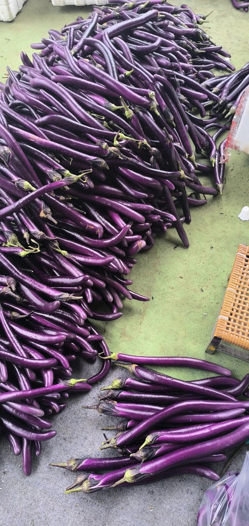 【精品】河南茄子线茄基地特惠直供保质保量对接全国发货