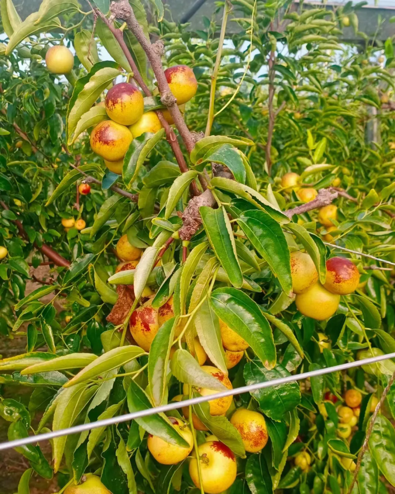 《正宗陕西大荔冬枣》对接电商平台/社区团购/多多仓库