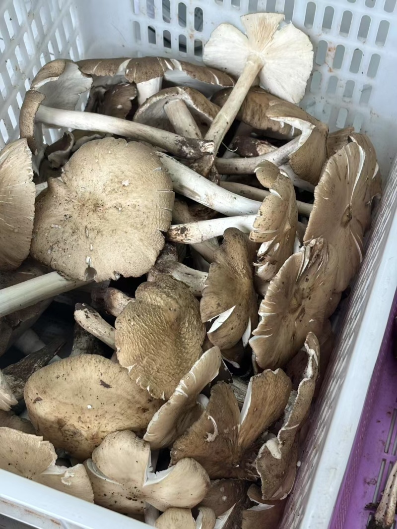 鸡枞菌