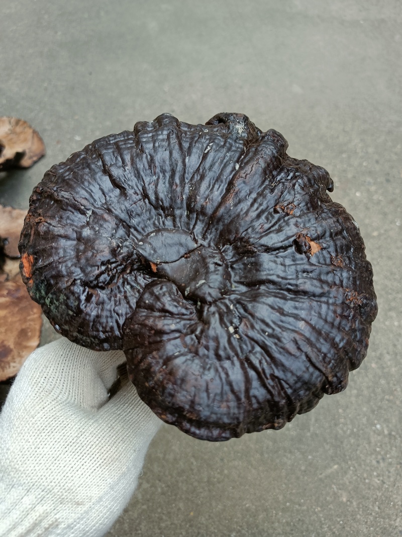 深山野生灵芝野生紫灵芝野生黑灵芝电商直播货源精品大朵灵芝