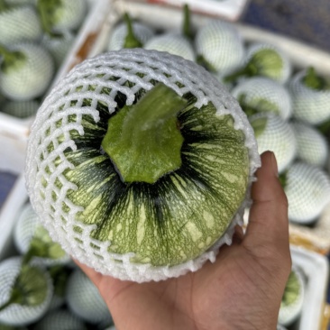 湖北利川精品嫩南瓜，小南瓜吊南瓜有质有量欢迎各位老板咨询