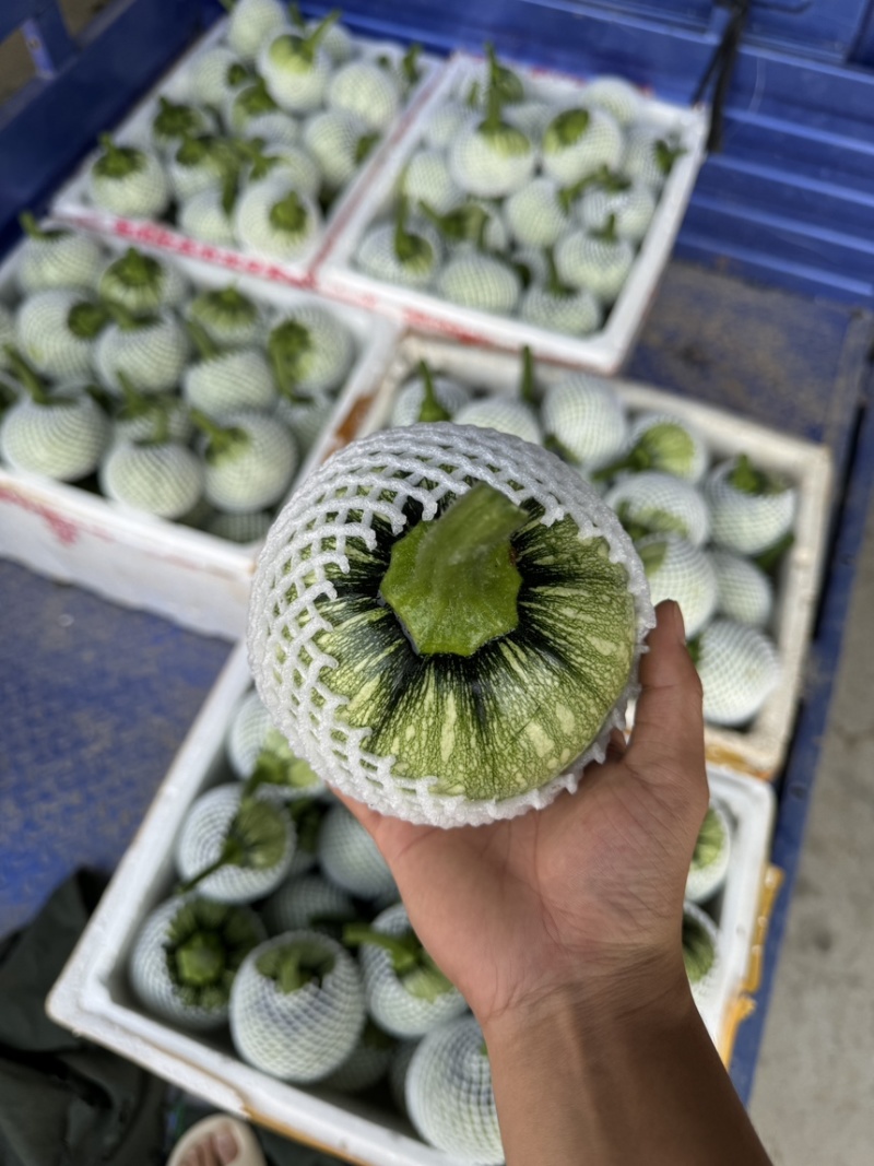 湖北利川精品嫩南瓜，小南瓜吊南瓜有质有量欢迎各位老板咨询