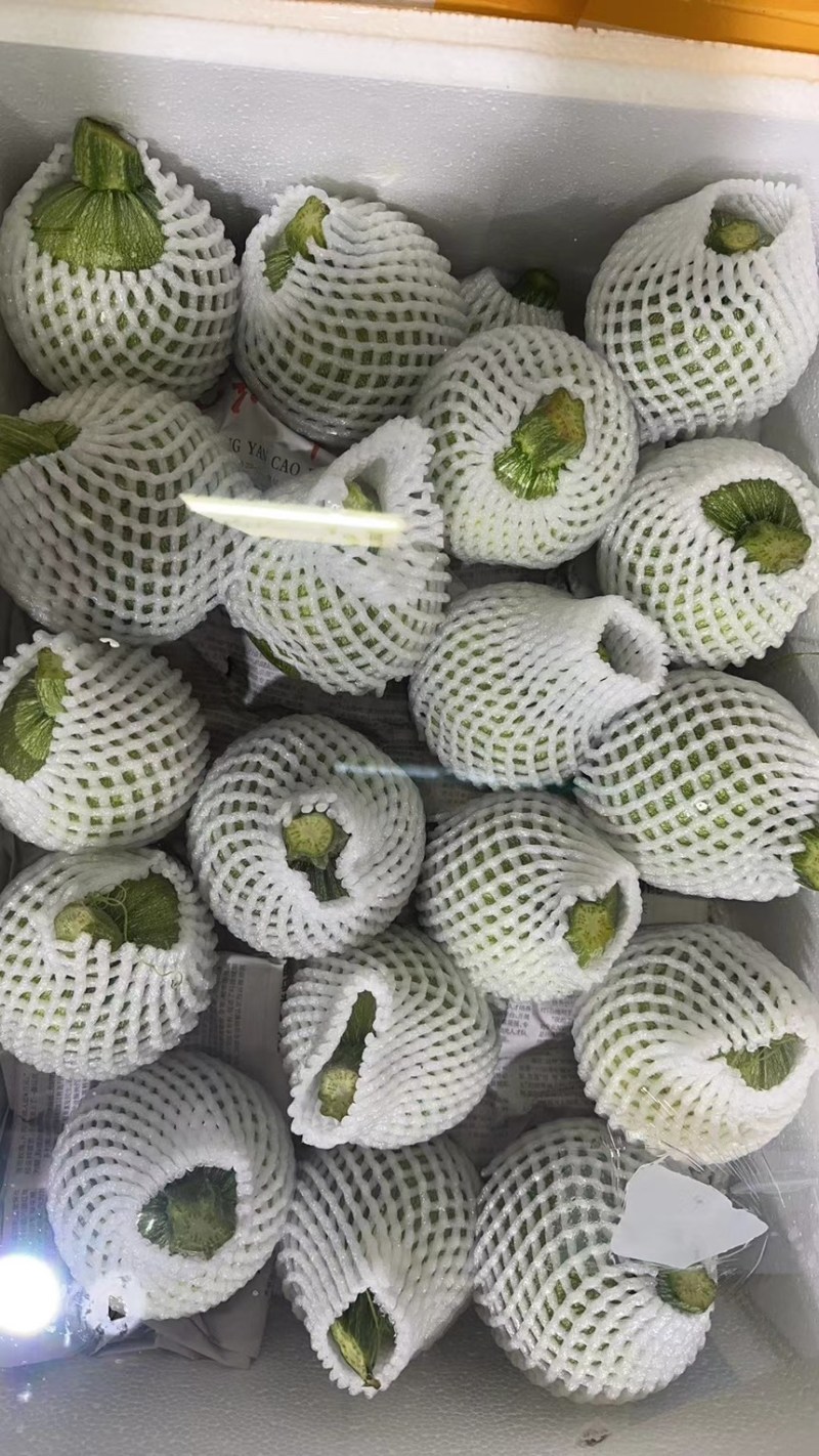湖北利川精品嫩南瓜，小南瓜吊南瓜有质有量欢迎各位老板咨询