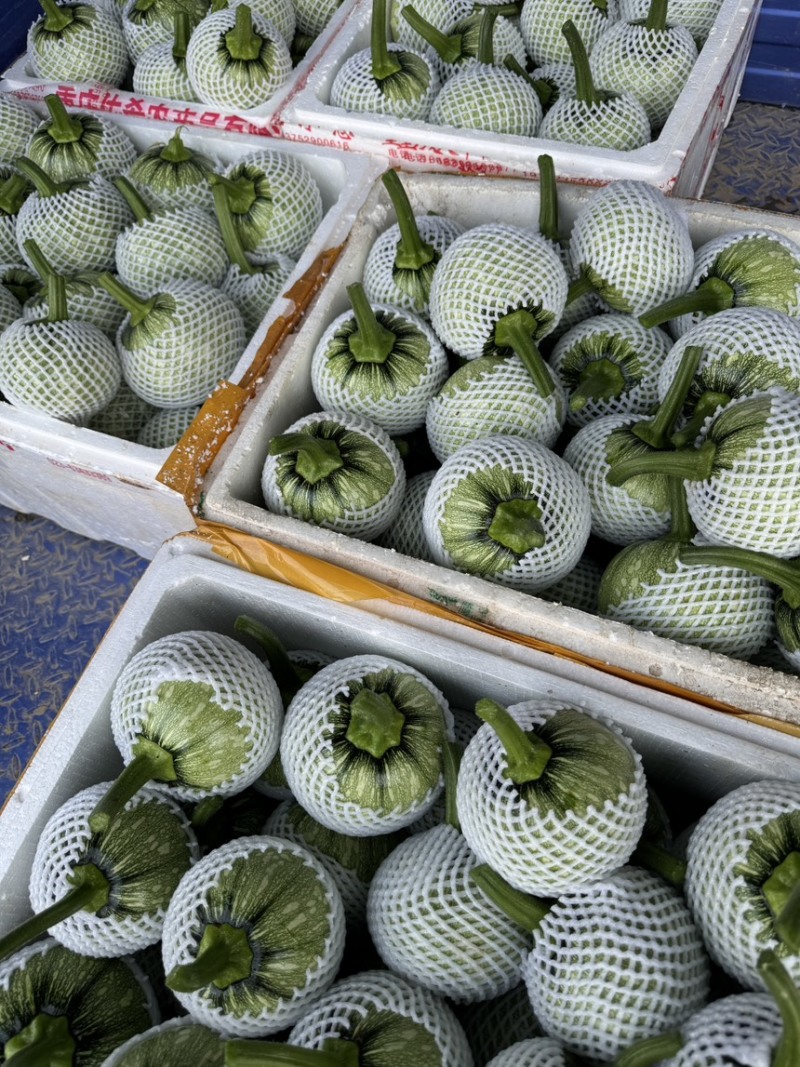 湖北利川精品嫩南瓜，小南瓜吊南瓜有质有量欢迎各位老板咨询