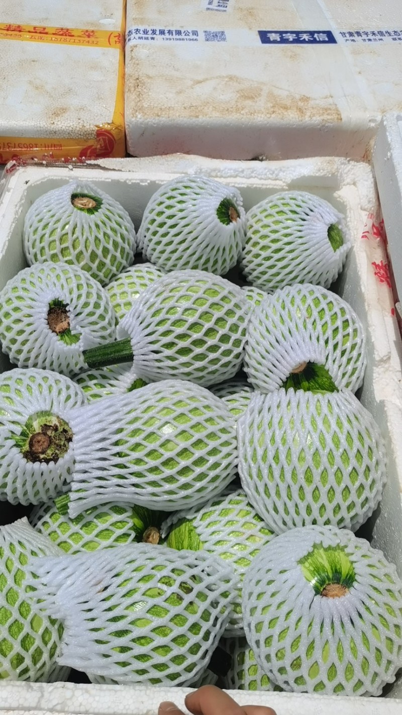 湖北利川精品嫩南瓜，小南瓜吊南瓜有质有量欢迎各位老板咨询
