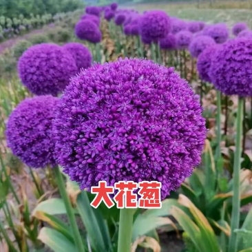 荷兰进口品种大花葱大使种球