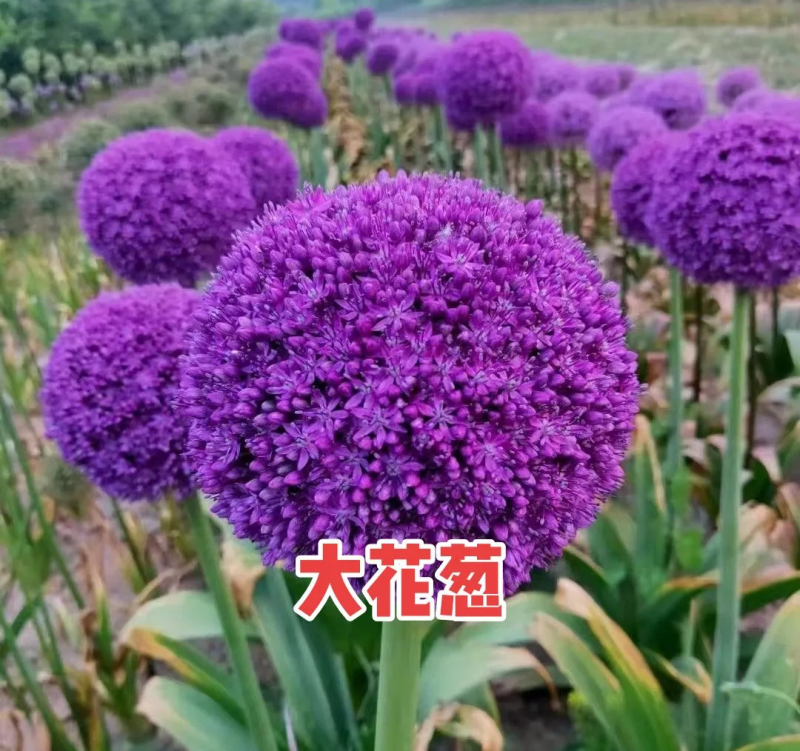 荷兰进口品种大花葱大使种球