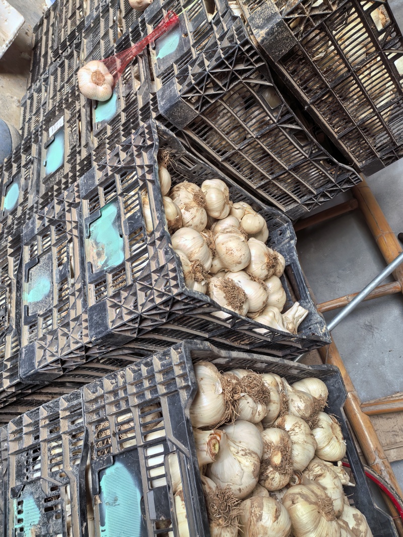 荷兰进口品种大花葱大使种球