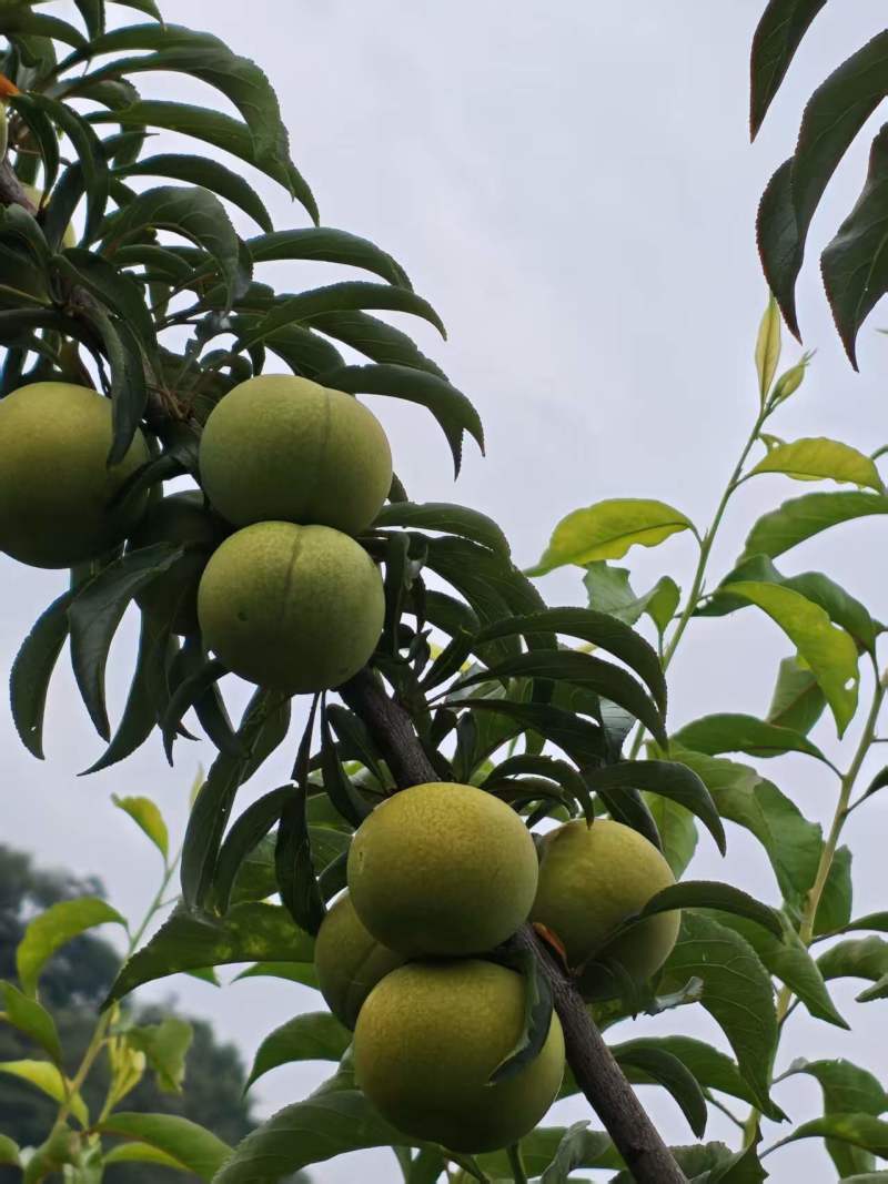 正宗贵州安顺六马蜂糖李。如假包换。坏果包赔