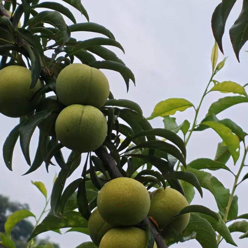 正宗贵州安顺六马蜂糖李。如假包换。坏果包赔