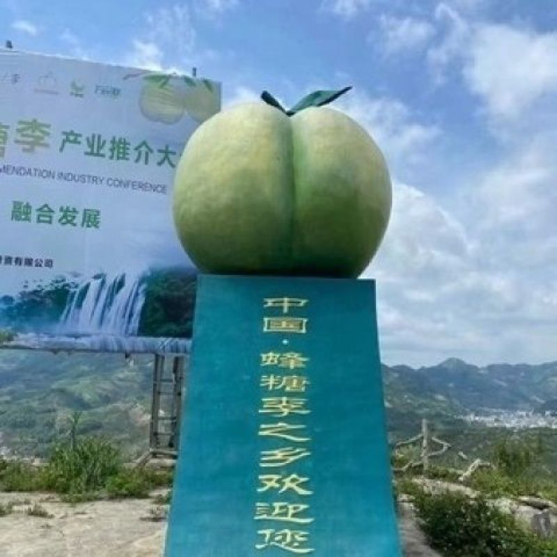 正宗贵州安顺六马蜂糖李。如假包换。坏果包赔