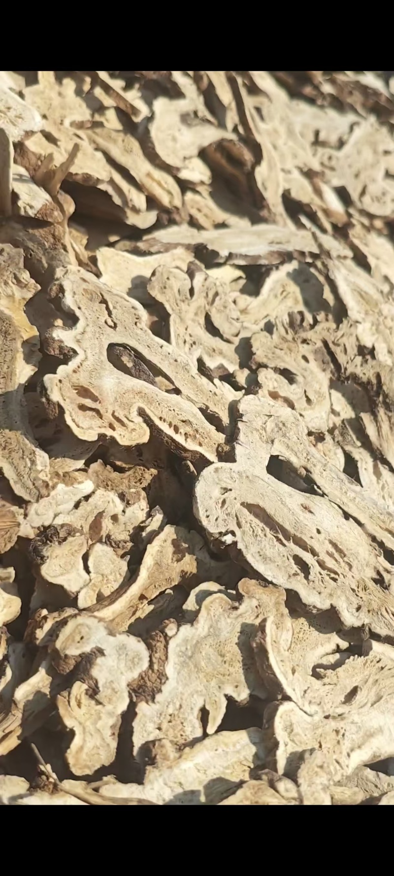 白术片