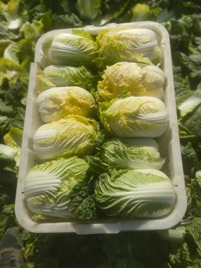 甘肃高原夏菜质量好颜色正，产地直发，支持全国发货