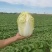 甘肃高原夏菜质量好颜色正，产地直发，支持全国发货