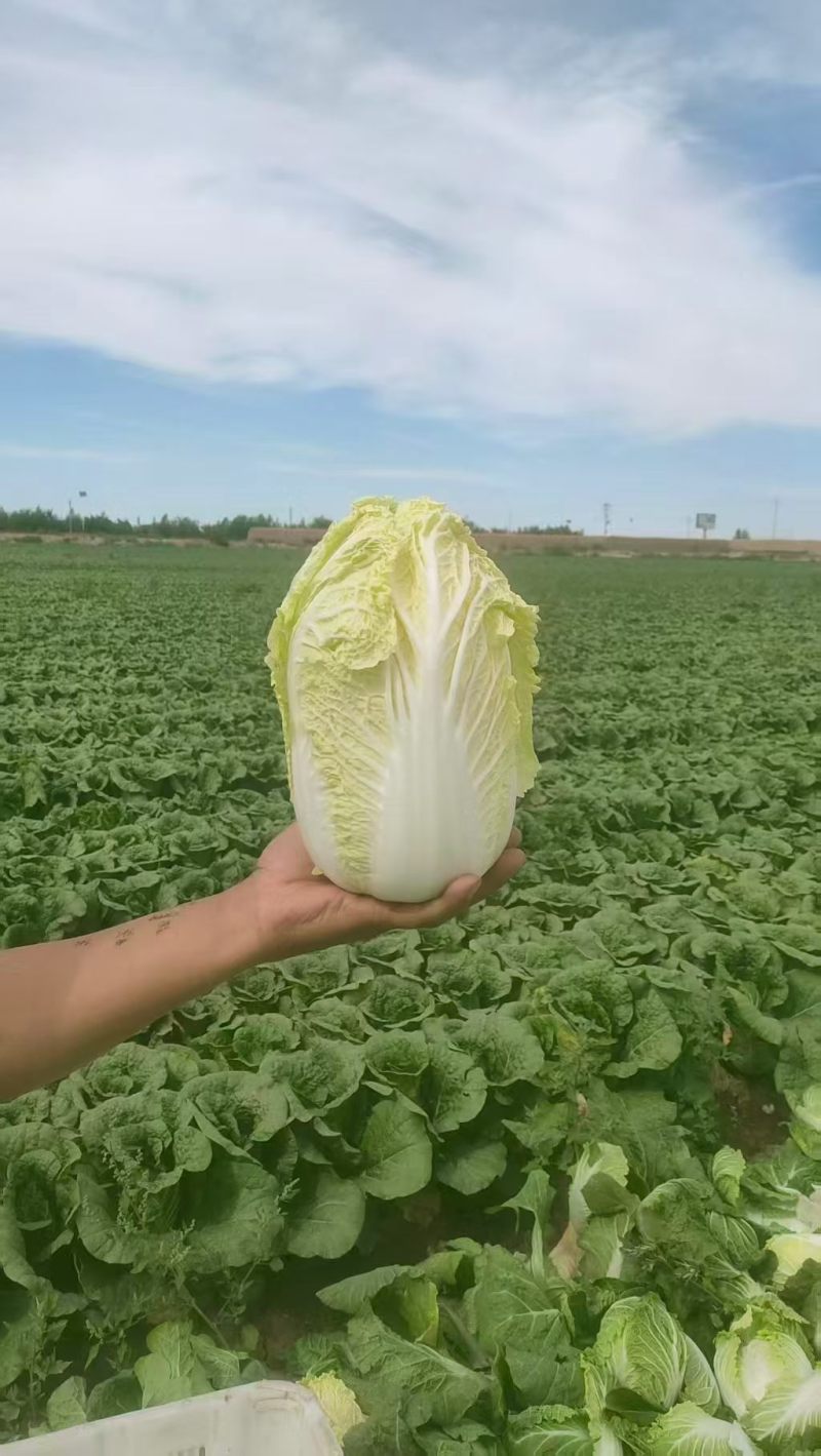 甘肃高原夏菜质量好颜色正，产地直发，支持全国发货