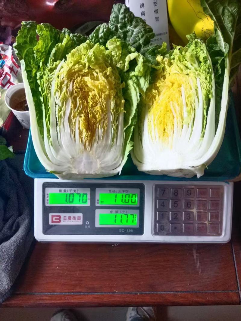 甘肃高原夏菜质量好颜色正，产地直发，支持全国发货