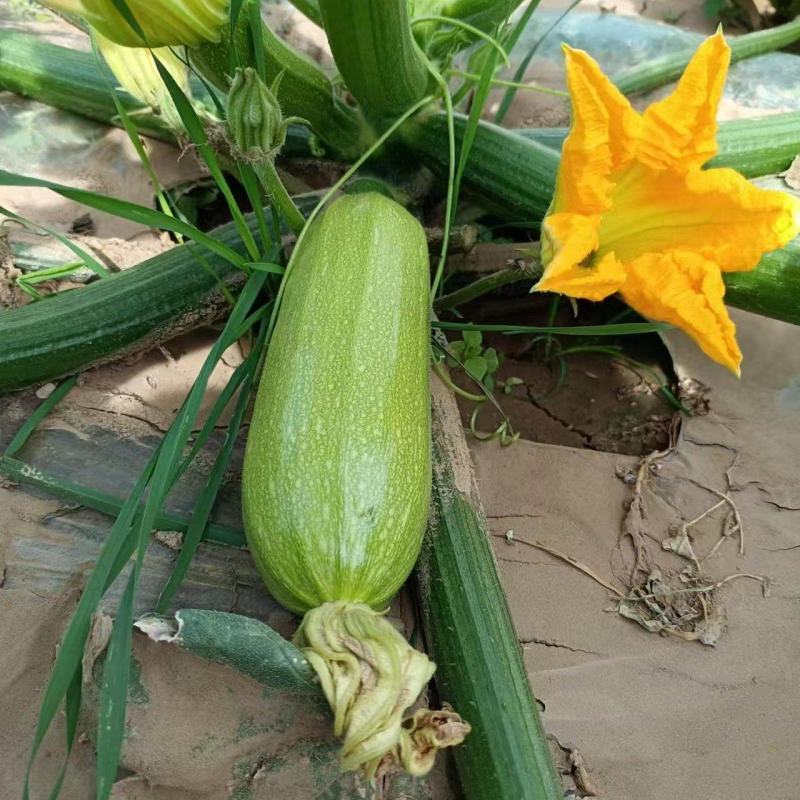 甘肃省定西市高原夏菜，绿皮西葫芦，颜色绿质量好产地直发支