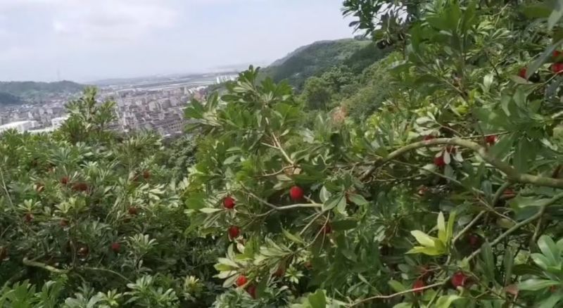台州东魁大杨梅上市了
