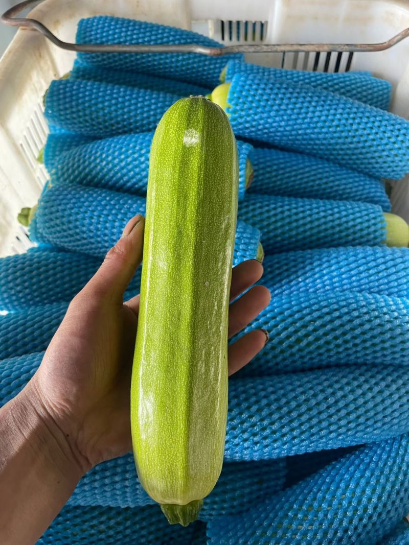 甘肃省定西市高原夏菜，绿皮西葫芦，颜色绿质量好产地直发支