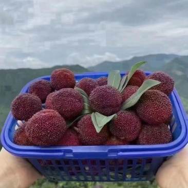台州东魁大杨梅上市了