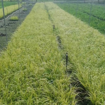 金叶石菖蒲郫县基地直发成都金叶石菖蒲批发一手货源